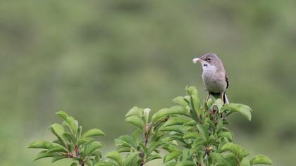 Akgerdanlı ötleğen