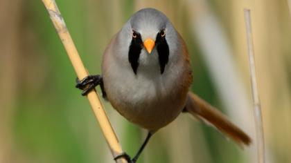 Bıyıklı baştankara