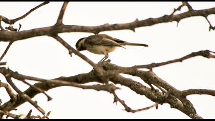 Akyanaklı baştankara
