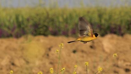 Karabaşlı kirazkuşu