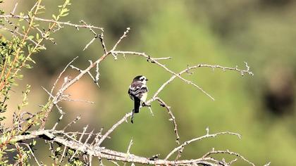 Maskeli örümcekkuşu