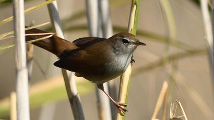 Kamışbülbülü