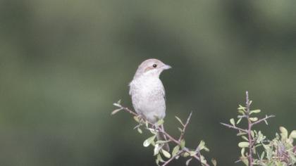 Kızılsırtlı örümcekkuşu