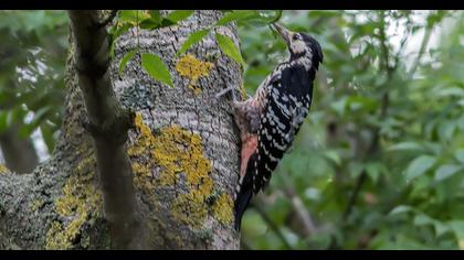 Aksırtlı ağaçkakan
