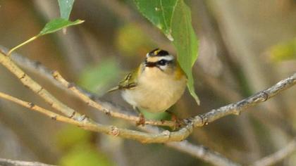 Sürmeli çalıkuşu