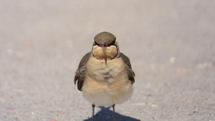 Bataklıkkırlangıcı
