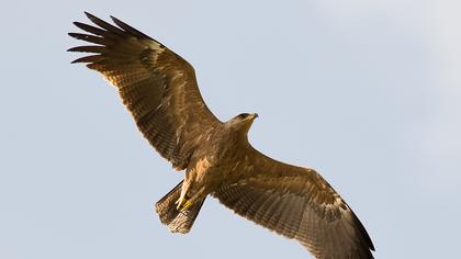 Küçük orman kartalı