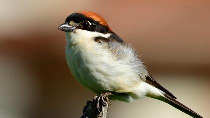 Kızılbaşlı örümcekkuşu