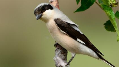 Karaalınlı örümcekkuşu