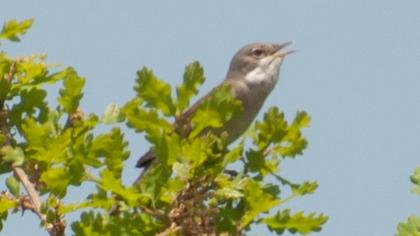 Akgerdanlı ötleğen