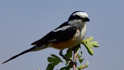 Maskeli örümcekkuşu