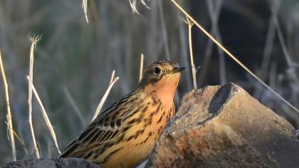 Kızılgerdanlı incirkuşu