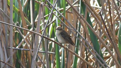 Bıyıklı kamışçın