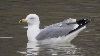 Van gölü martısı