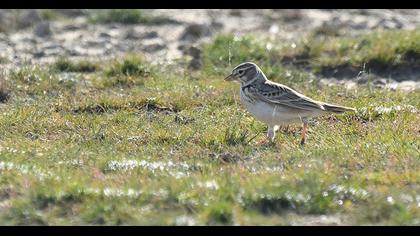 Küçük boğmaklı toygar