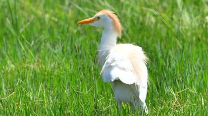 Sığır balıkçılı