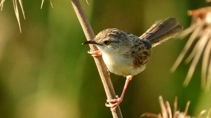 Dikkuyruklu ötleğen