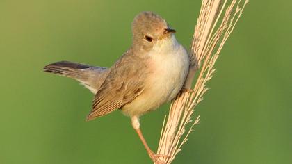 Pembegöğüslü ötleğen