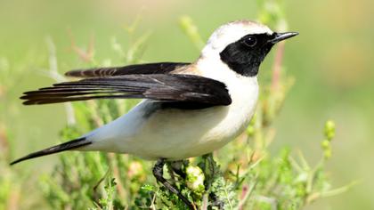 Karakulaklı kuyrukkakan