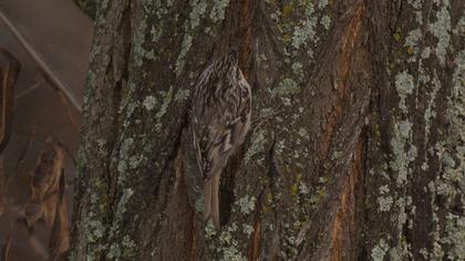 Bahçe tırmaşıkkuşu