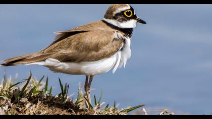 Halkalı küçük cılıbıt