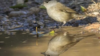 Karabaşlı ötleğen