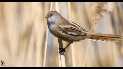 Bıyıklı baştankara