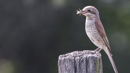 Kızılsırtlı örümcekkuşu