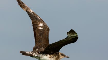 Kütkuyruklu korsanmartı