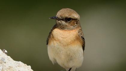 Karakulaklı kuyrukkakan
