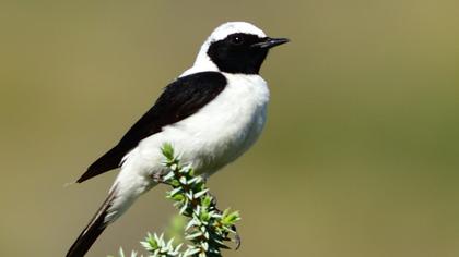 Karakulaklı kuyrukkakan