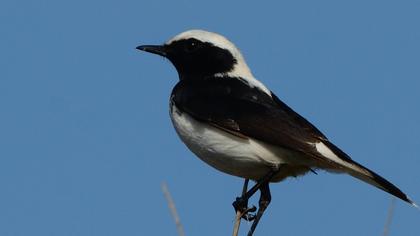 Aksırtlı kuyrukkakan
