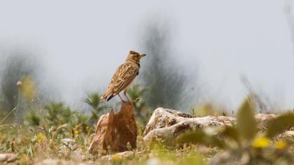 Küçük boğmaklı toygar