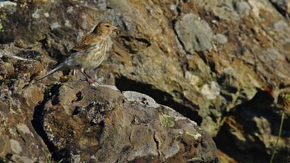 Sarıgagalı ketenkuşu