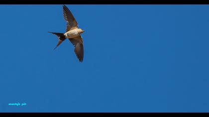 Kızıl kırlangıç