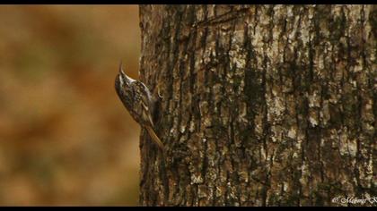 Orman tırmaşıkkuşu