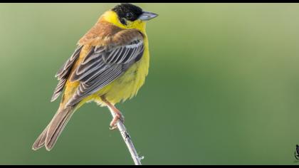 Karabaşlı kirazkuşu