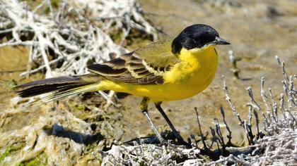 Sarı kuyruksallayan