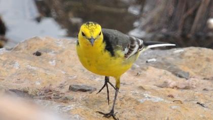 Sarıbaşlı kuyruksallayan