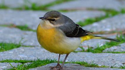 Dağ kuyruksallayanı