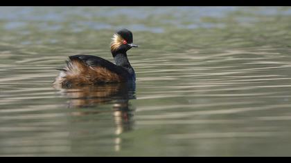 Karaboyunlu batağan