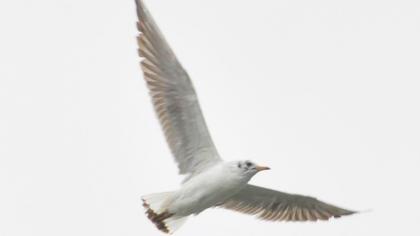 Black-headed Gull