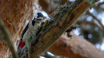 Orman alaca ağaçkakanı