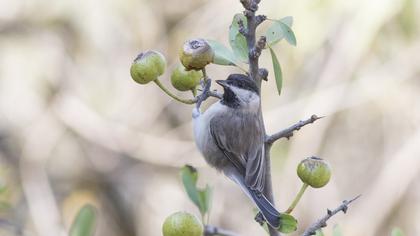 Akyanaklı baştankara