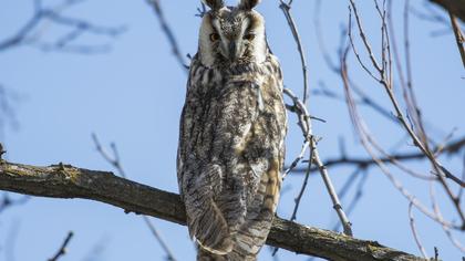 Kulaklı orman baykuşu