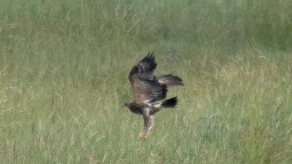 Küçük orman kartalı