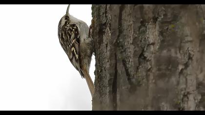 Bahçe tırmaşıkkuşu