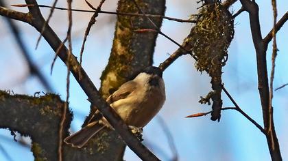 Kayın baştankarası