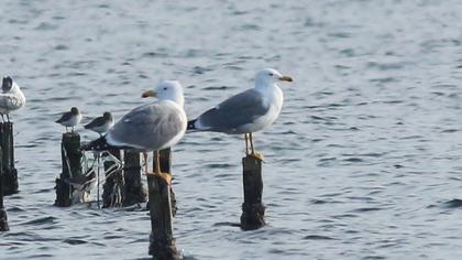 Van gölü martısı