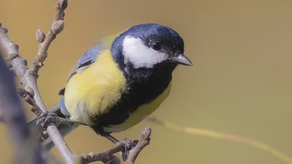 Great Tit